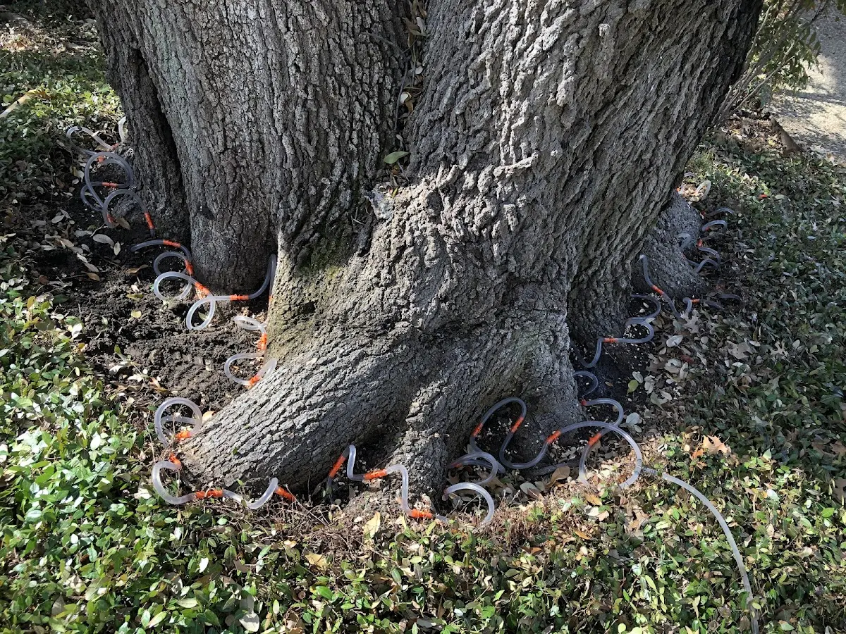 Detailed Tree Cabling and Bracing job site in East Grand Forks