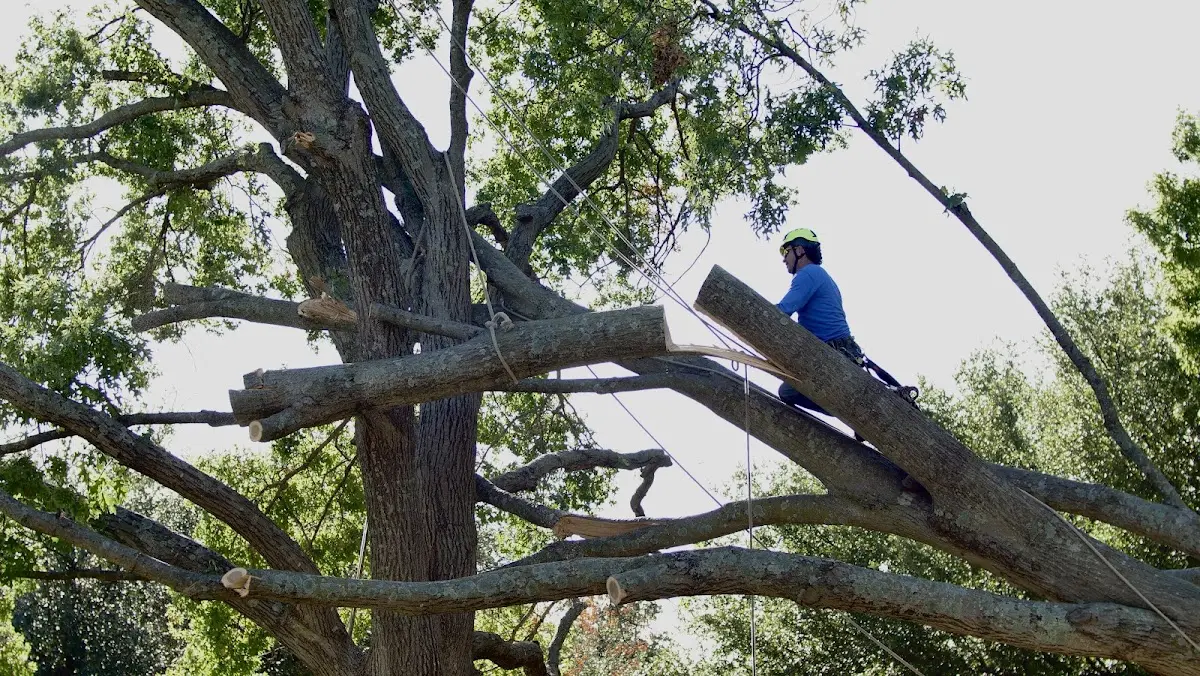 Professional Crown Thinning performed by certified arborists in East Grand Forks