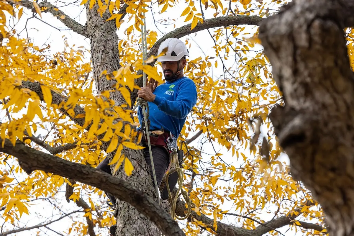 Skilled Dead Tree Removal crew working in East Grand Forks